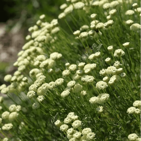 Des images de diff�rentes plantes